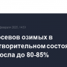 Доля посевов озимых в удовлетворительном состоянии в РФ выросла до 80-85%