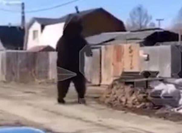 В одном из сёл Пензенской области к жилым домам вышла медведица