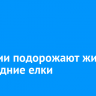 В России подорожают живые новогодние елки