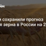 Власти сохранили прогноз урожая зерна в России на 2024 год