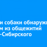 Останки собаки обнаружили в одном из общежитий Усолья-Сибирского