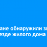 Ангарчане обнаружили змею в подъезде жилого дома