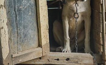 В Приамурье женщина пострадала от нападения алабая