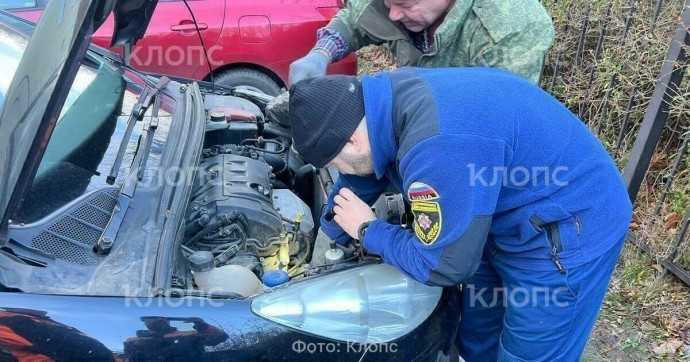 В Калининграде спасатели вытащили кота из двигателя автомобиля