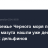 На побережье Черного моря после разлива мазута нашли уже десять мертвых дельфинов