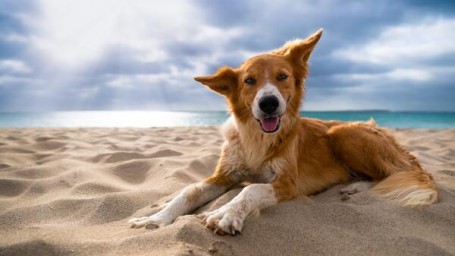 Как обезопасить собаку во время пляжного отдыха: инструкция для хозяев