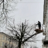 Деревья в Костроме начали валить из-за дупел и грибов