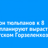 Миллион тюльпанов к 8 Марта планируют вырастить в иркутском Горзеленхозе