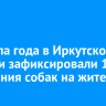 С начала года в Иркутской области зафиксировали 1082 нападения собак на жителей