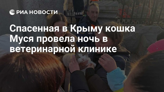 Спасенная в Крыму кошка Муся провела ночь в ветеринарной клинике