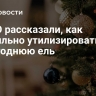 В РЭО рассказали, как правильно утилизировать новогоднюю ель