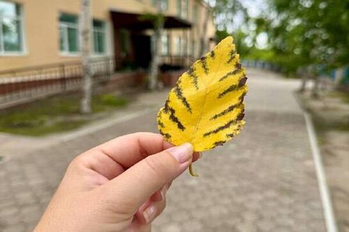 В воскресенье в Амурской области потеплеет до +26°