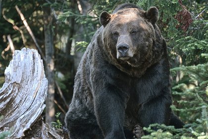 Девушка пережила нападение пытавшегося откусить ей голову медведя