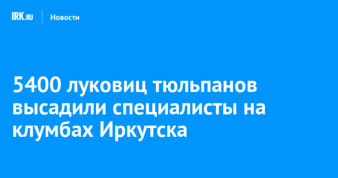 5400 луковиц тюльпанов высадили специалисты на клумбах Иркутска