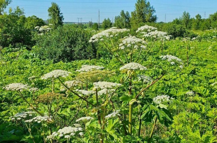 Губернаторов хотят штрафовать за борщевик