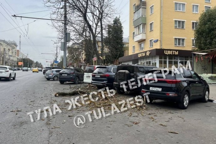 Из-за сильно ветра в Туле дерево свалилось на припаркованные автомобили