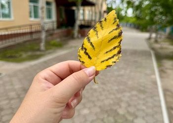 Северный ветер принесет в Приамурье прохладу