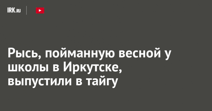 Рысь, пойманную весной у школы в Иркутске, выпустили в тайгу