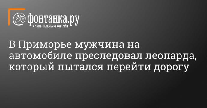 В Приморье мужчина на автомобиле преследовал леопарда, который пытался перейти дорогу