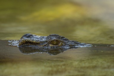 В Зимбабве два крокодила растерзали мужчину у водоема