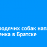 Стая бродячих собак напала на шестилетнего мальчика в Братске