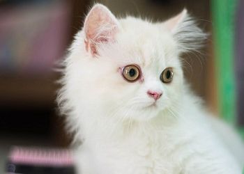 Стрельцы будут эксплуатировать ближних, Ракам день принесет массу сюрпризов