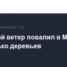 Сильный ветер повалил в Москве несколько деревьев