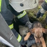 Услышал жалобный писк: на Цветковском кладбище спасатели вытащили двух щенят из бетонного колодца