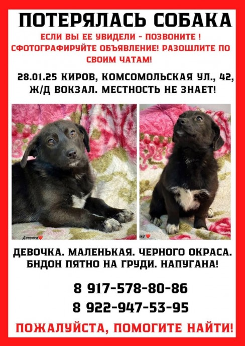 В Кирове ищут маленькую собачку, приехавшую из Бурятии