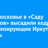 В Подмосковье в «Саду регионов» высадили кедры, символизирующие Иркутскую область