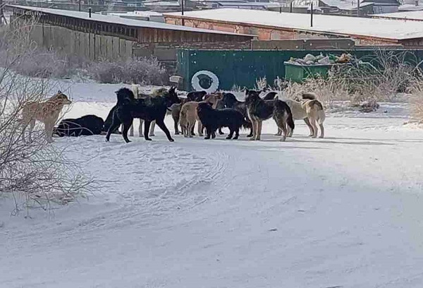 Жителей райцентра в Бурятии застращали собачьи своры