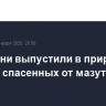 На Кубани выпустили в природу еще 160 спасенных от мазута птиц