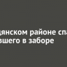 В Слюдянском районе спасли застрявшего в заборе кабана