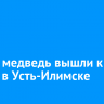 Рысь и медведь вышли к людям в Усть-Илимске