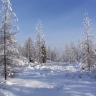 В Приамурье пересчитают зверей и птиц