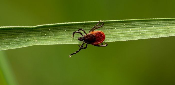 Клещевыми инфекциями на Алтае заболели сто человек