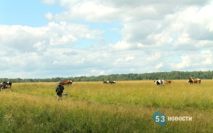 Фермерам Новгородской области рассказали, как получить грант «Агростартап»