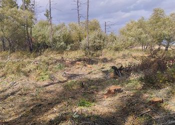 В Приамурье лесничие наткнулись на место незаконной рубки