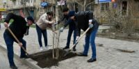 В Астрахани посадят ели и шестиметровые тополя