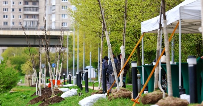 В двух посёлках под Зеленоградском хотят высадить 846 деревьев (схема)