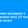 Школьники высадили в Вересовском лесу 10 тысяч сеянцев сосны