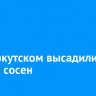 Под Иркутском высадили 4,2 тысячи сосен