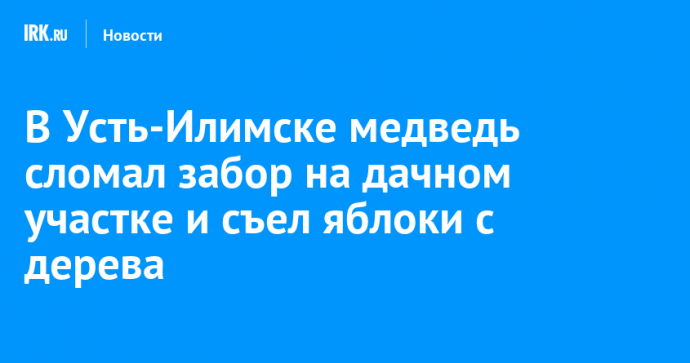 В Усть-Илимске медведь сломал забор на дачном участке и съел яблоки с дерева