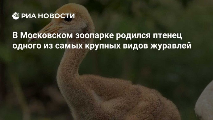 В Московском зоопарке родился птенец одного из самых крупных видов журавлей