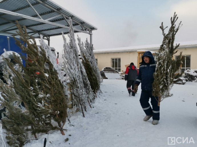 Инфографика: как выбрать живое новогоднее дерево в Якутске и сколько оно стоит