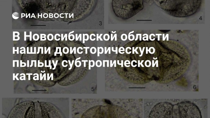 В Новосибирской области нашли доисторическую пыльцу субтропической катайи