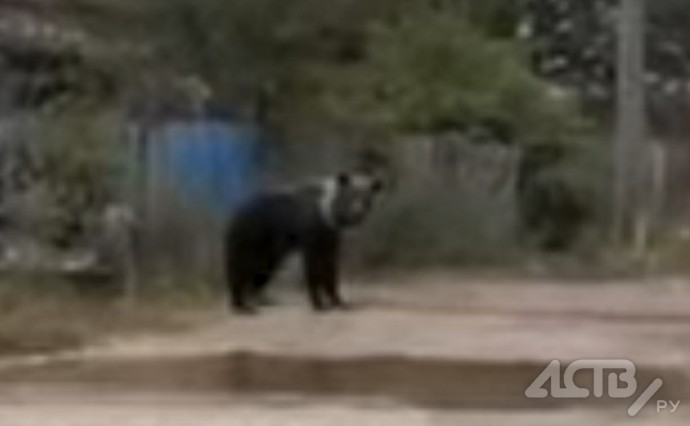 В селе Вал Ногликского района снова заметили медведя