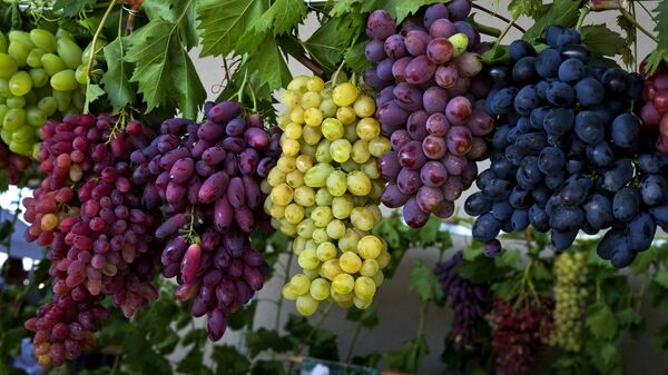 В Дагестане собрали рекордный урожай винограда