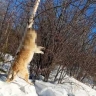 В Зейском округе Приамурья люди нашли погибших собак, подвешенных на деревья (18+)