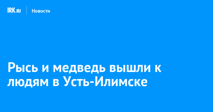 Рысь и медведь вышли к людям в Усть-Илимске